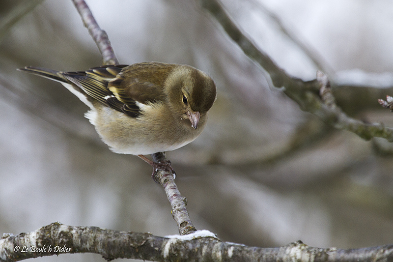 pinson des arbres femelle