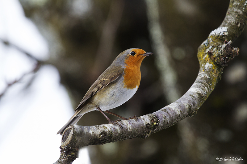 rouge gorge