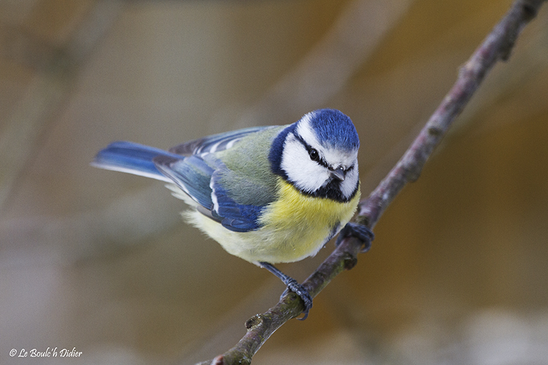 mésange bleue