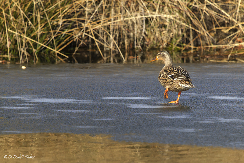 femelle colvert