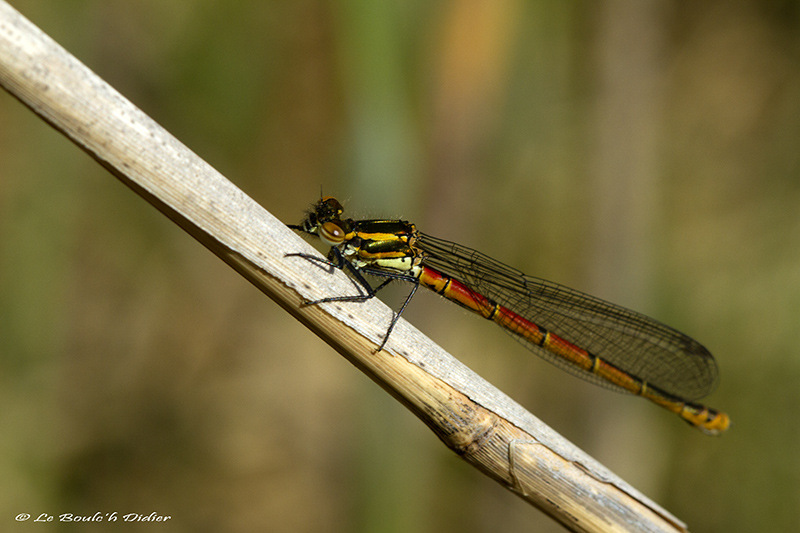 Petite nymphe au corps de feu (Pyrrhosoma nymphula)