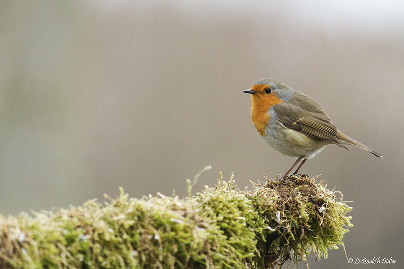 rouge gorge