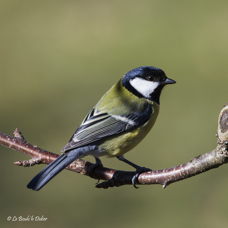 mésange charbonière