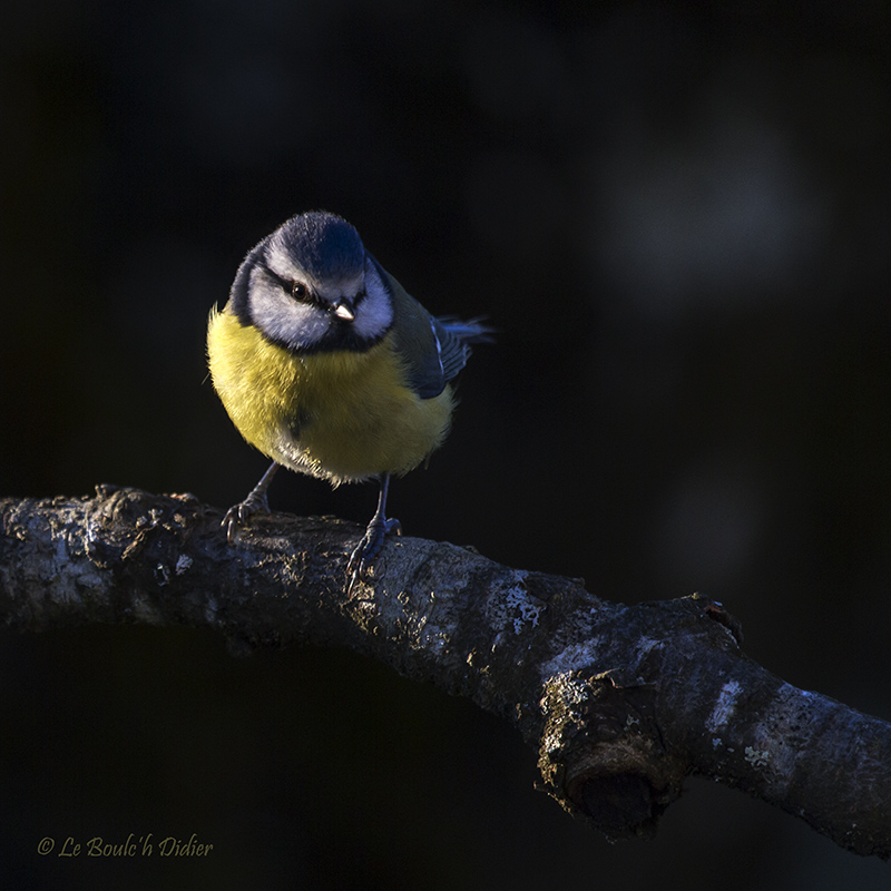 petite bleue