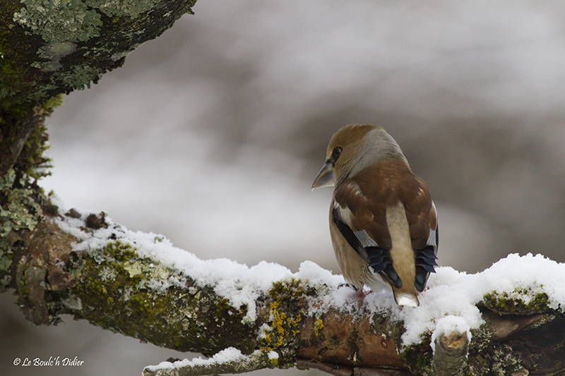 sous la neige