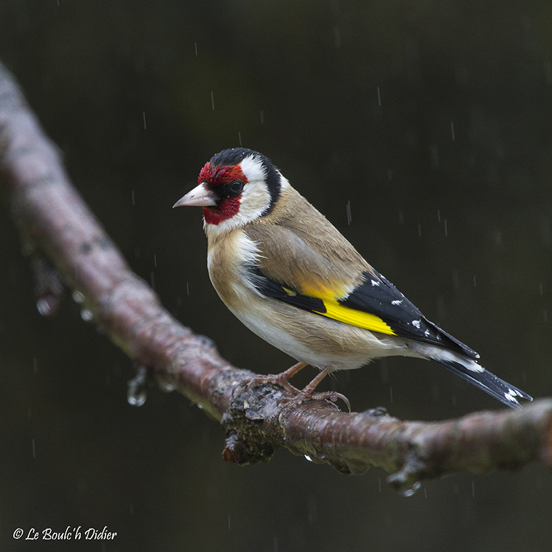 sous la pluie