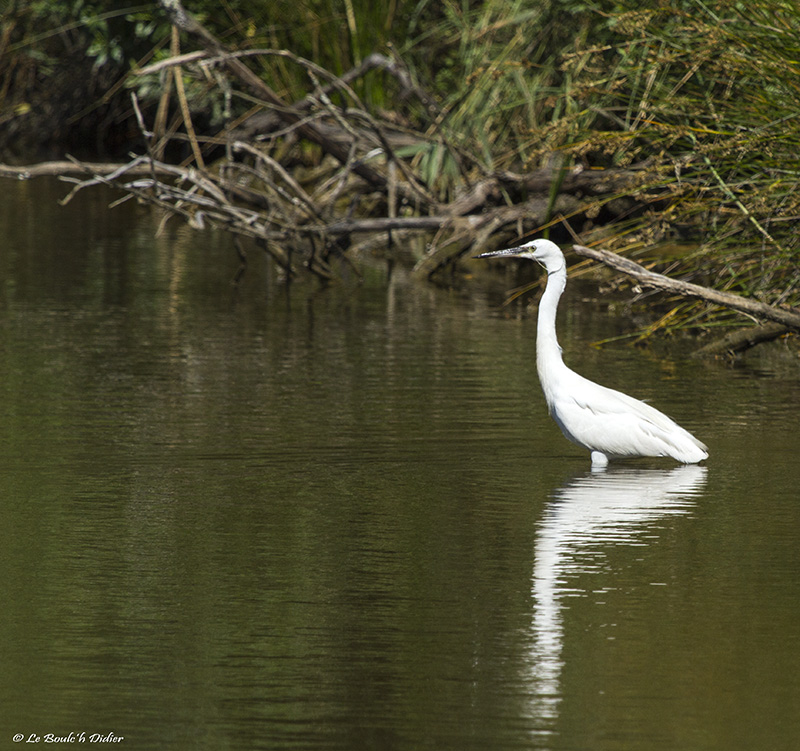 aigrette1