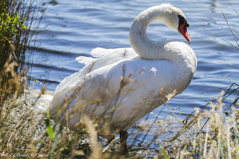 cygne