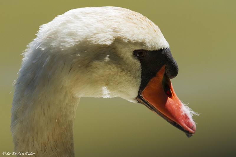 profil de cygne