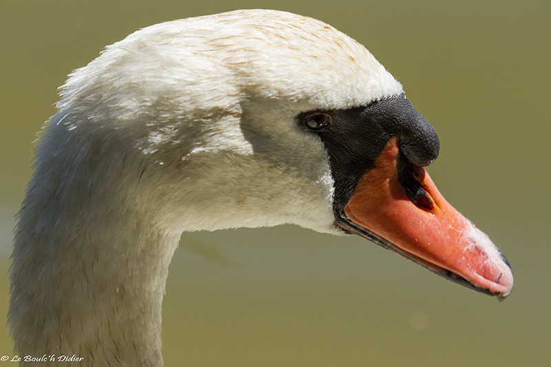 cygne