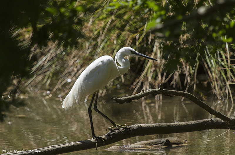 aigrette