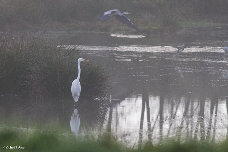 grande aigrette