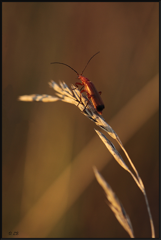 cardinal rouge