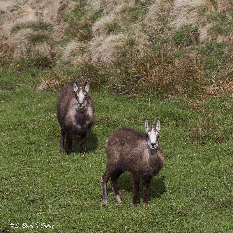 chamois (sauvages)