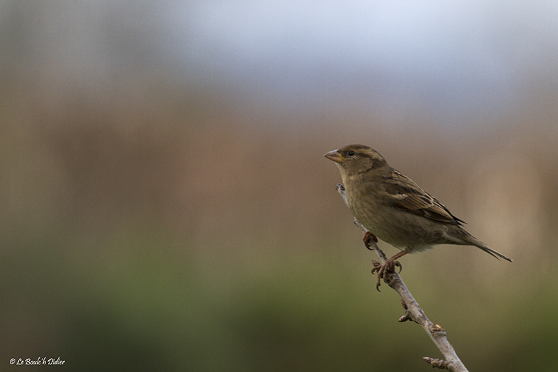 moineau