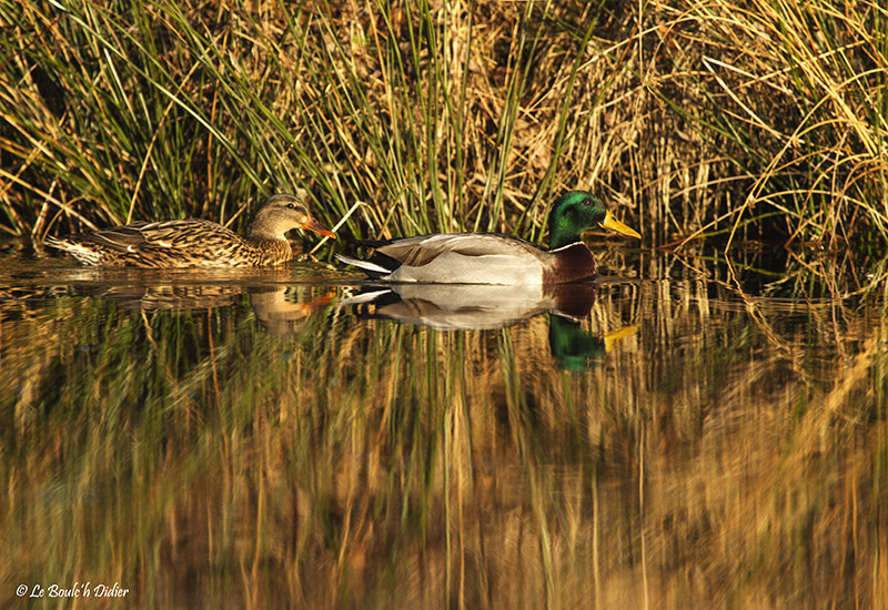 couple colvert