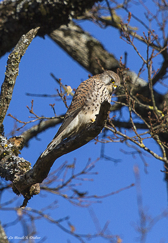 faucon crécerelle