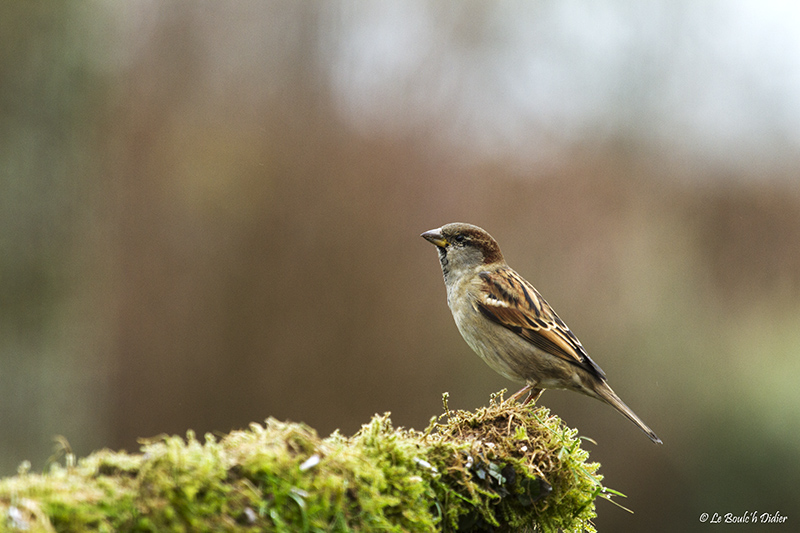 moineau